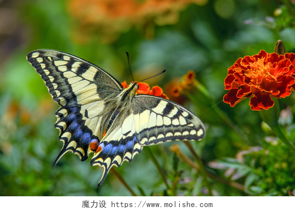 燕尾蝴蝶飞到了花丛中燕尾蝴蝶 marygold 花上